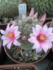 Mammillaria capensis - 03.07