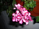 P1010343