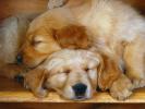 Dogs Wallpaper_ Poze cu Catei 50