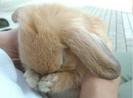 Bashfull