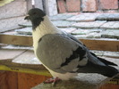 IMG_0009