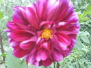 DSC00518