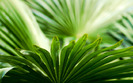 1888_leaves_2560x1600