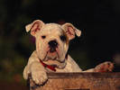 PUP18RK004404
