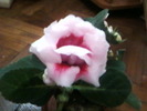 gloxinia mea draga