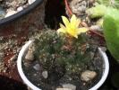 Mammillaria ( Dolichothele) surculosa