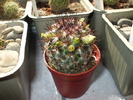 Mammillaria microhelia
