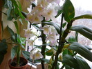 Dendrobium nobile