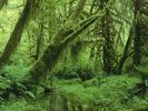 Hoh Rainforest, Olympic National Park, Washington
