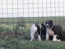 poze 04.05.2009 141