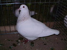 5341 t 1