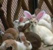 poze-iepuri-pisici-animale