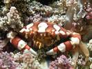 Lissocarcinus-laevis2[1]