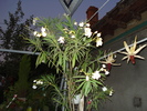 LEANDRU ALB