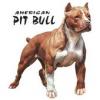 American Pitbull