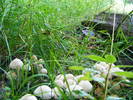 DSCF2629