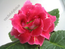 Gloxinia roze picatele dungulite 3