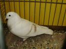 11265 thuringer mondtauben 0