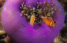 purple-anemone[1]