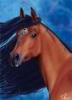cavallo bellasara