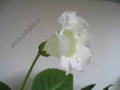 Gloxinia Mont blanc 2