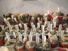 Grup cactusi
