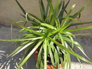 dracena