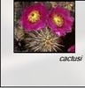 flori de cactusi