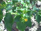 malope