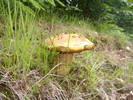 DSCF6115