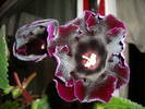 Gloxinia neagra