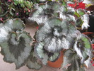 begonia Escargot