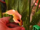 Picture 009