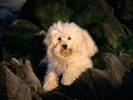Caini Poze Animale Catei Desktop Wallpapers