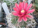 Gymnocalycium pseudotilianum - 14.07