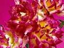 imagesCAXUBGFQ