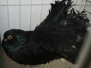 negru 3