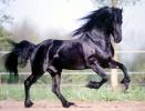 friesianhorse