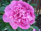 Peony. Bujor (2009, May 15)