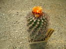 Parodia  carrerana