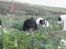 poze 04.05.2009 081
