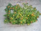 jardiniera cu Solanum