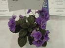 Sugar_Bear_Blues_2005avsa