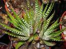 Haworthia fasciata 1