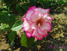 Trandafir alb tivit cu roz