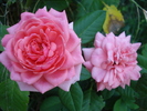 Rose Pleasure (2009, August 11)