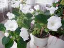 Gloxinii albe simple