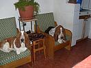 TWO ARMCHAIRS FOR TWO BEAUTIFUL BASSETS