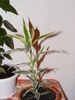 DRACAENA