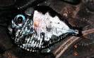 hatchetfish12